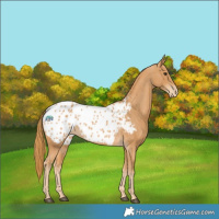 Horse Color:Chestnut Appaloosa 