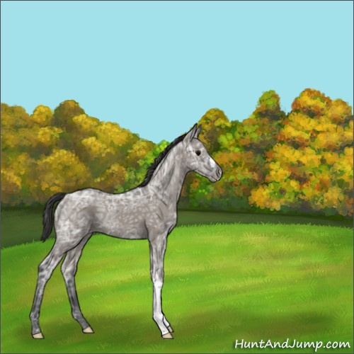 Horse Color:Grullo Ice Appaloosa 