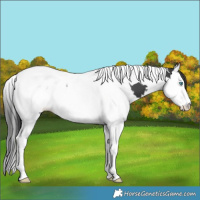 Horse Color:Black Splash Tobiano 