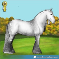 Horse Color:Gray White Spotted Black 