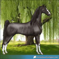 Horse Color:Liver Chestnut Rabicano 