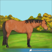 Horse Color:Bay  and Bay 
