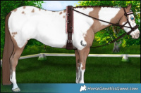 Horse Color:Classic Champagne Frame Near Leopard Rabicano 