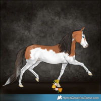 Horse Color:Bay Splash Frame 