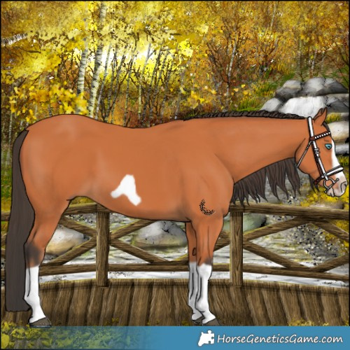 Horse Color:Bay Splash Frame 