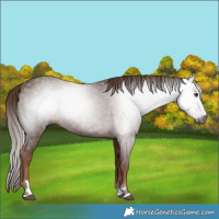 Horse Color:Gray Chestnut 