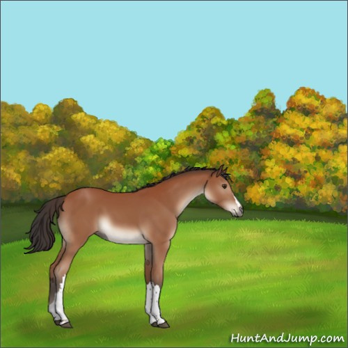 Horse Color:Bay 