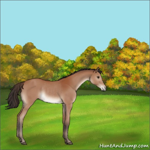 Horse Color:Bay Rabicano 