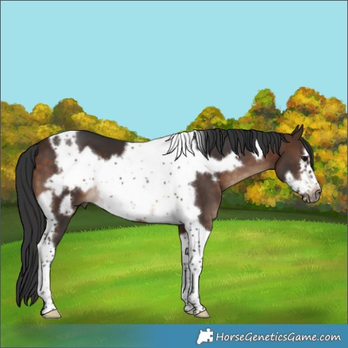 Horse Color:Bay Tobiano Frame 