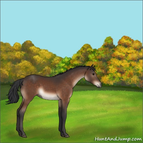 Horse Color:Bay 
