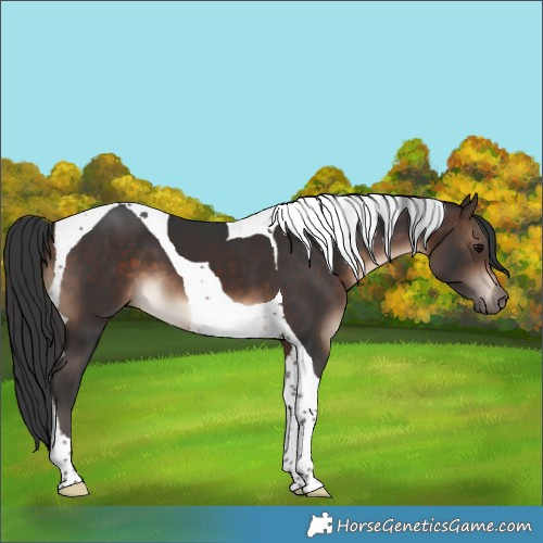 Horse Color:Bay Tobiano 