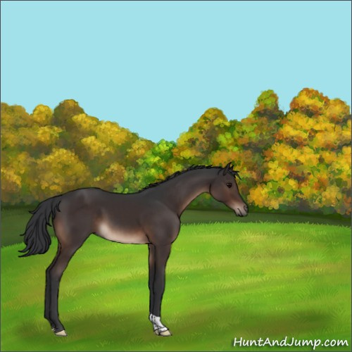 Horse Color:Brown Tobiano Rabicano 