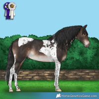Horse Color:Brown Tobiano Rabicano