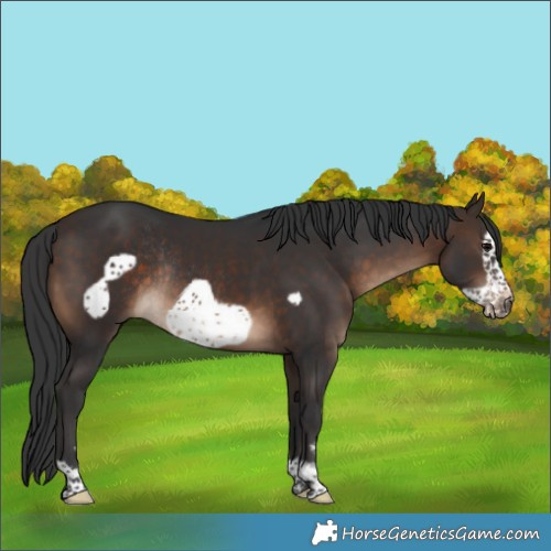 Horse Color:Brown Frame Rabicano 
