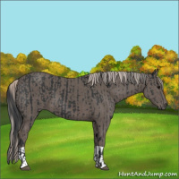 Horse Color:Black  and Silver Black 