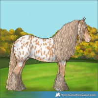 Horse Color:Chestnut Appaloosa 