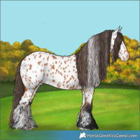 Horse Color:Bay Appaloosa