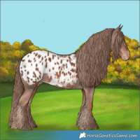 Horse Color:Chestnut Appaloosa 
