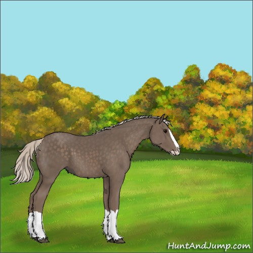Horse Color:Silver Black Splash 
