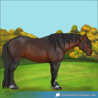 Horse Color:Brown 