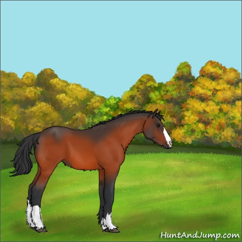 Horse Color:Bay 