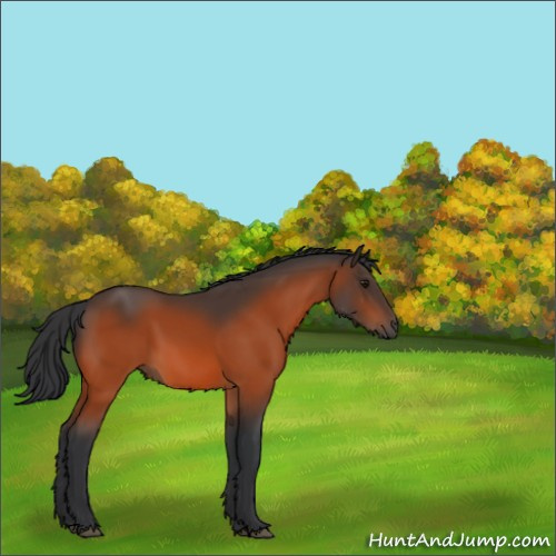 Horse Color:Bay 