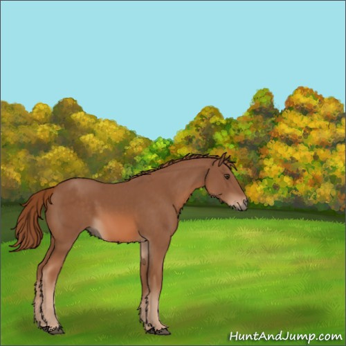 Horse Color:Chestnut 