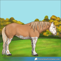 Horse Color:Chestnut  and Chestnut Splash 