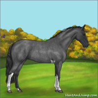 Horse Color:Blue Roan Tobiano 