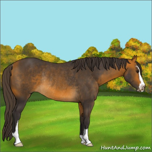Horse Color:Buckskin Sabino Rabicano 