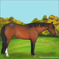 Horse Color:Bay 