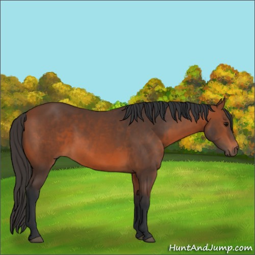 Horse Color:Bay 