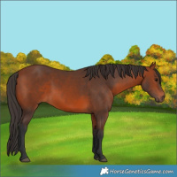 Horse Color:Bay 
