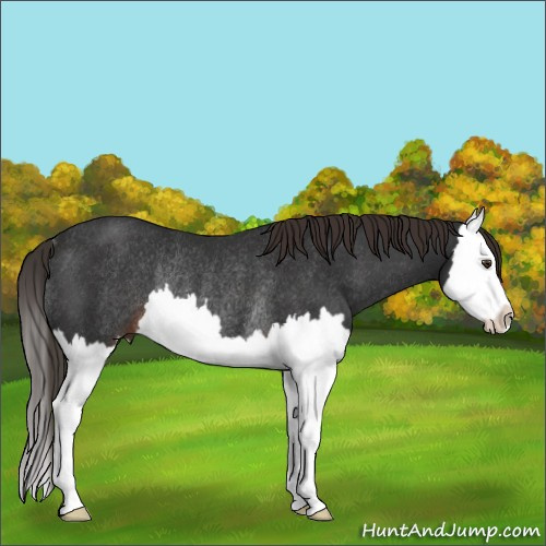 Horse Color:Liver Chestnut Splash Rabicano 