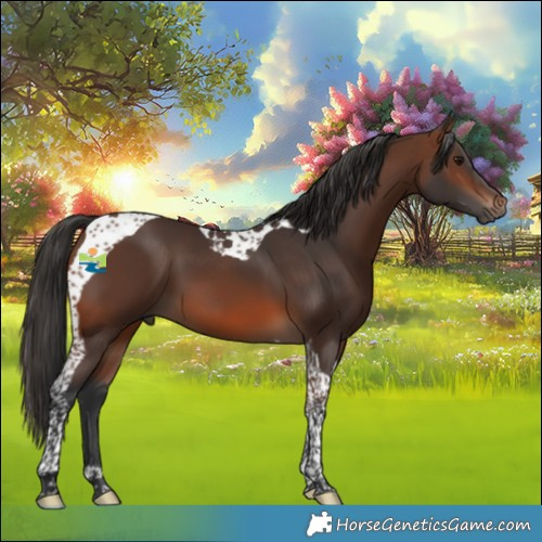 Horse Color:Brown Tobiano 
