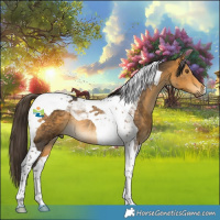 Horse Color:Buckskin Tobiano Rabicano 