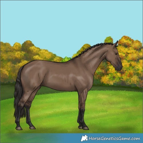 Horse Color:Liver Red Dun Rabicano 