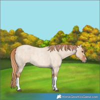 Horse Color:Red Dun Roan Splash Frame Rabicano 