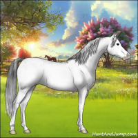 Horse Color:Grullo Sabino Splash  and Grullo Sabino Splash 