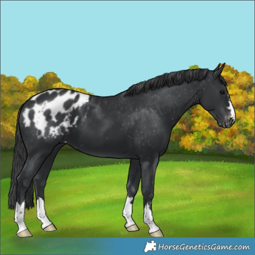 Horse Color:Black Appaloosa 
