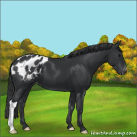Horse Color:Black Appaloosa 