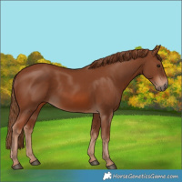 Horse Color:Chestnut 