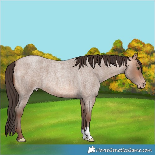 Horse Color:Amber Champagne Roan 