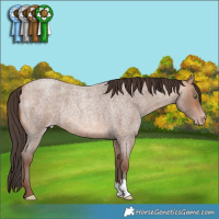 Horse Color:Amber Champagne Roan 
