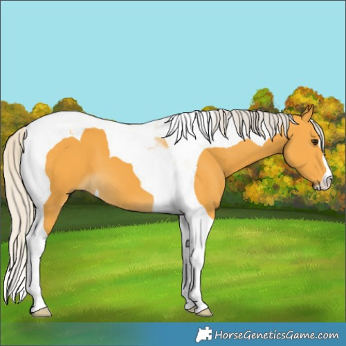Horse Color:Silver Buckskin Tobiano 
