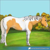 Horse Color:Silver Buckskin Tobiano 