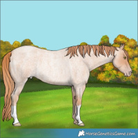 Horse Color:Gold Champagne Roan Rabicano 