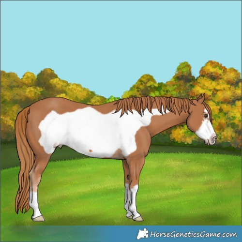 Horse Color:Chestnut Frame 