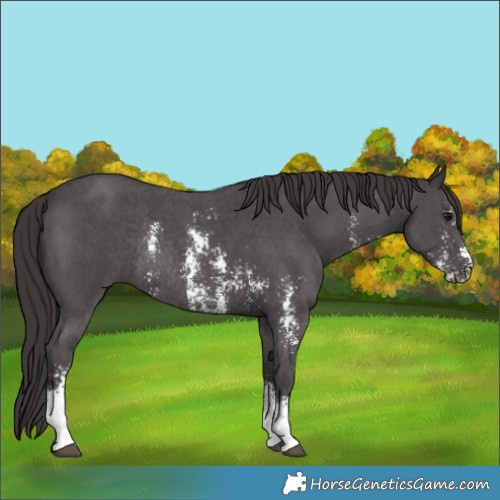 Horse Color:Smoky Black Sabino Rabicano 