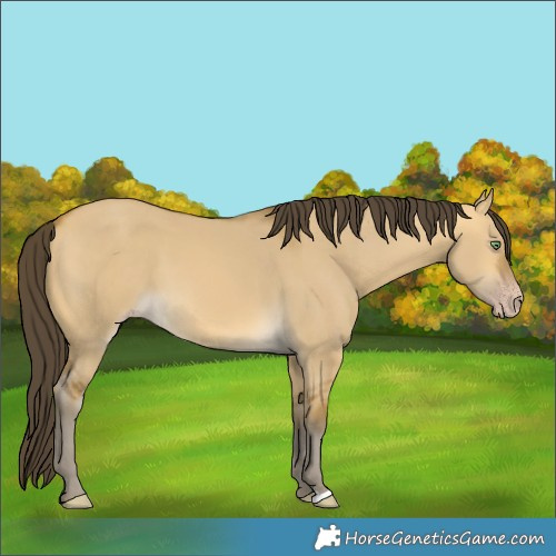 Horse Color:Sable Cream Champagne Dun 